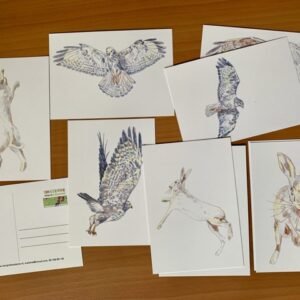 Ansichtkaarten “Buizerds en Hazen”